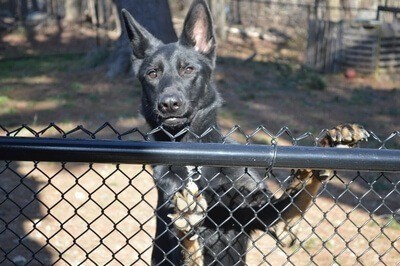 Black German Shepherd On Fence