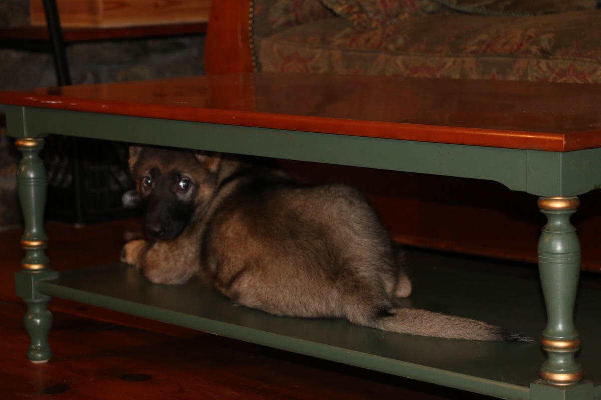 Sable German Shepherd Puppy Laying Under A Table