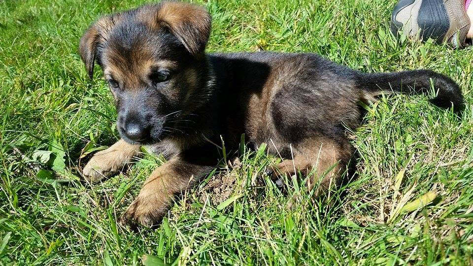 purebred german shepherd puppy for sale