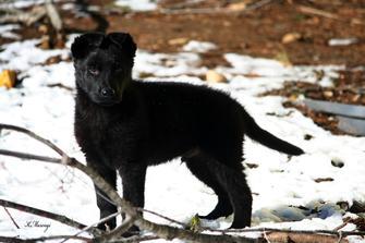 German Shepherd Puppy Male Named Kahn