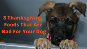 thanksgiving-dog-foods
