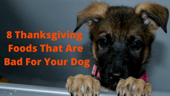 thanksgiving-dog-foods