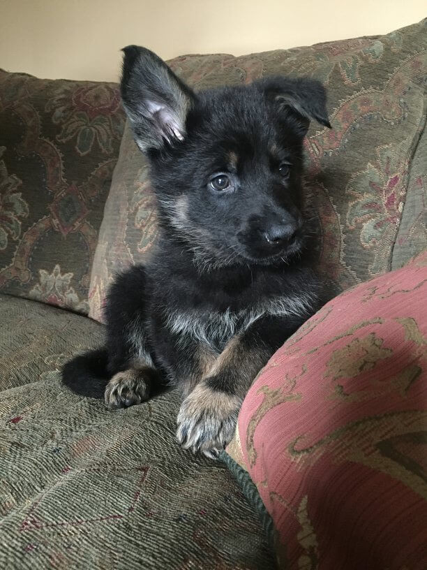 Buy Trained German Shepherd Puppies September 2024 Availability 