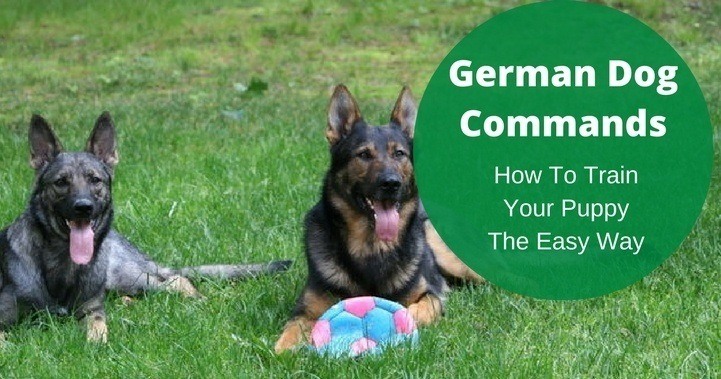Expert German Dog Commands; How To Train Puppies The Easy Way