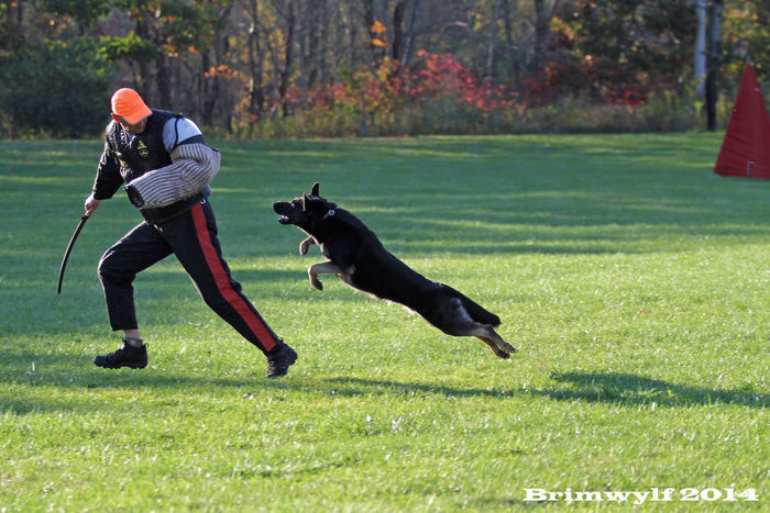 Schuzthund Training Chase