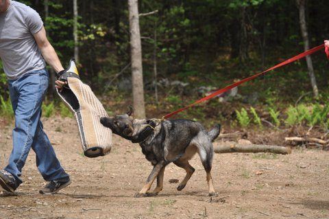 Dog sports training