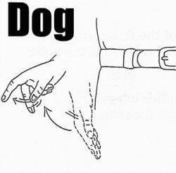 Saying Dog In Sign Language